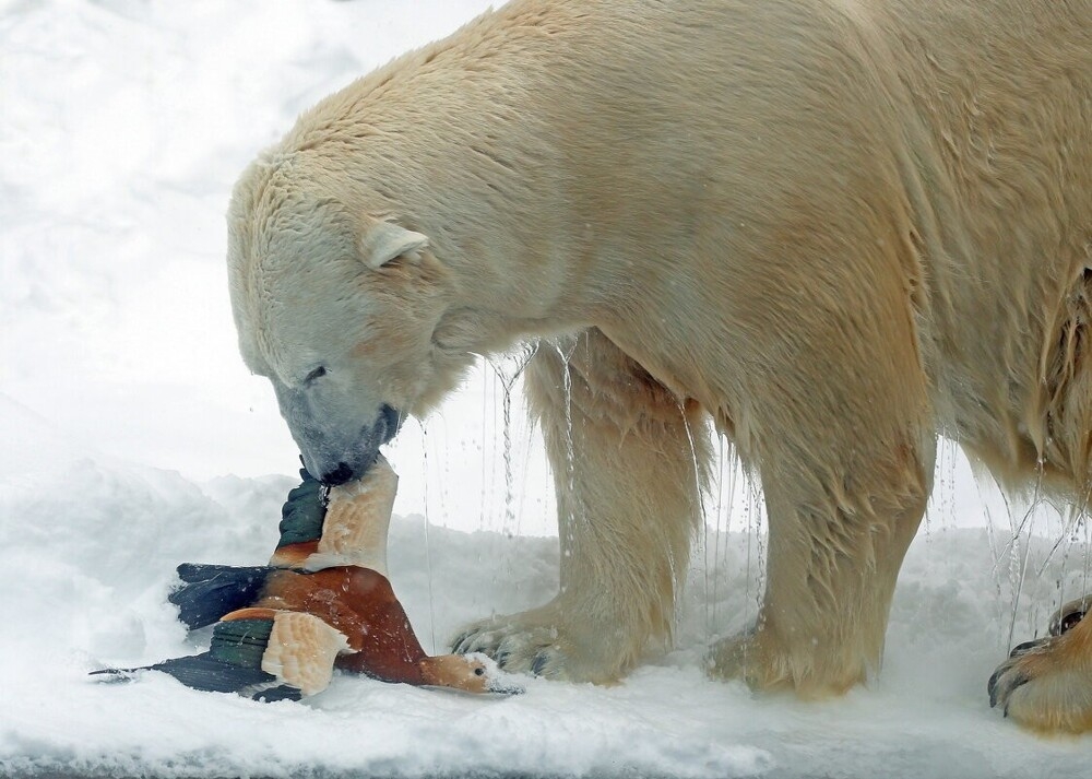 
        Мир&nbsp;животных-5    