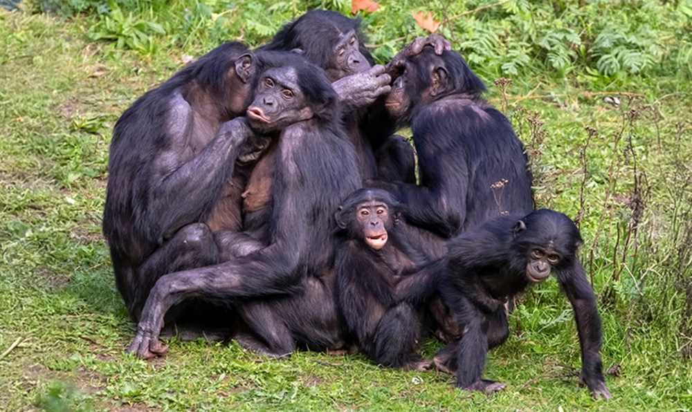 Бонобо: как неуёмная похоть изменила шимпанзе
Бонобо: как неуёмная похоть изменила шимпанзе