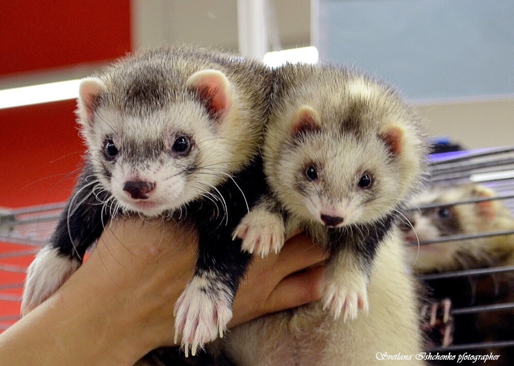 
        Мир&nbsp;животных-2    