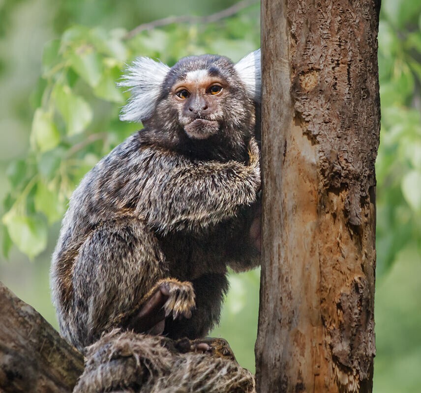 
        Мир&nbsp;животных-1    