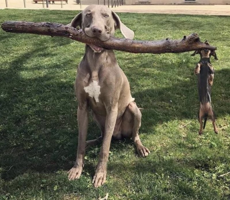 
        18&nbsp;случаев, когда животные превзошли людей в&nbsp;командной работе    