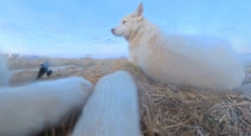 
        Собака украла камеру и&nbsp;сняла короткометражку    