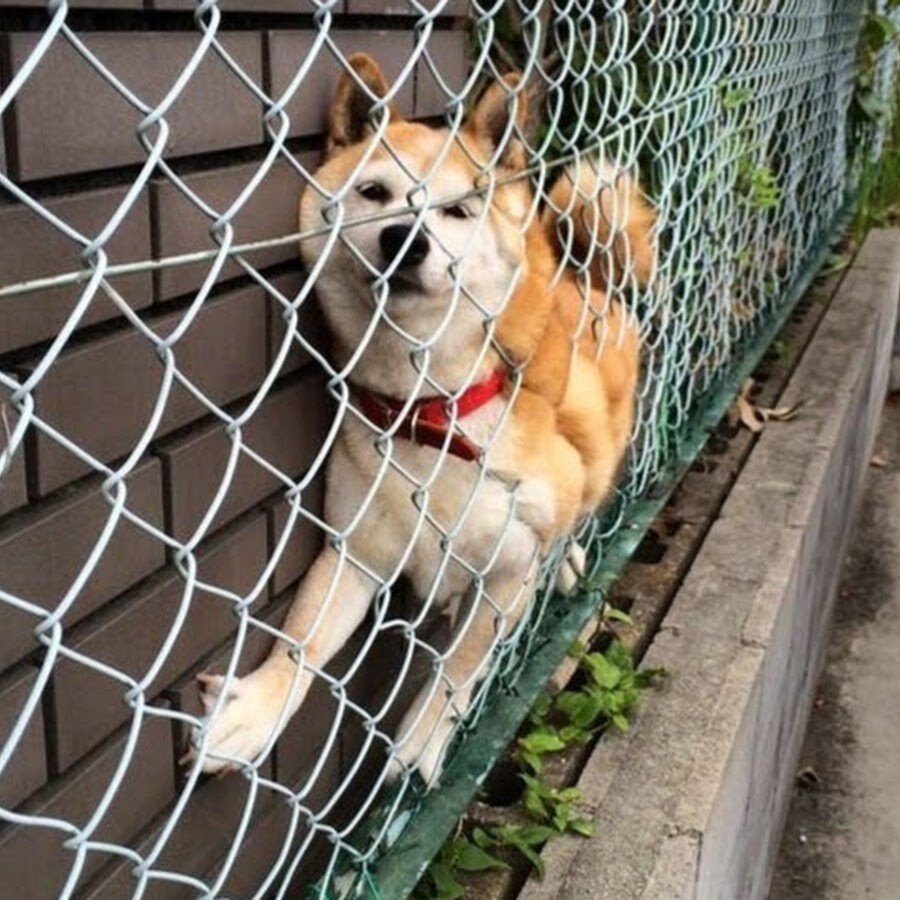 
        25&nbsp;животных, не&nbsp;рассчитавших траекторию и&nbsp;открывших закон подлости    