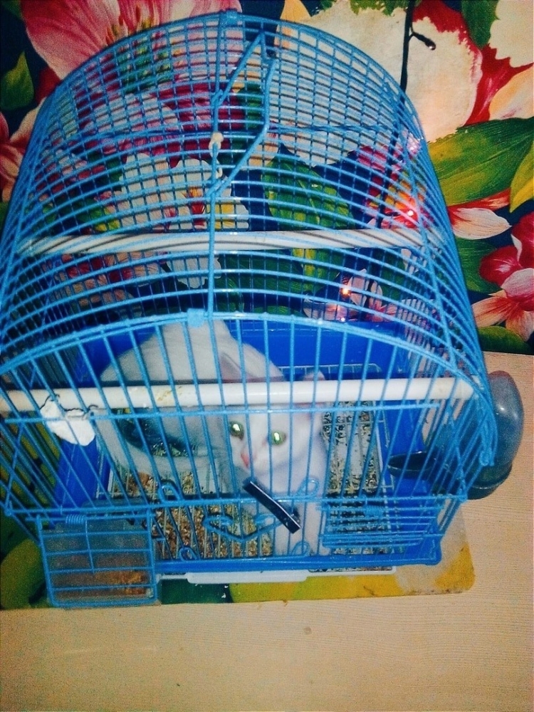 
        17&nbsp;фото, которые доказывают, что&nbsp;коты способны проникнуть куда угодно    