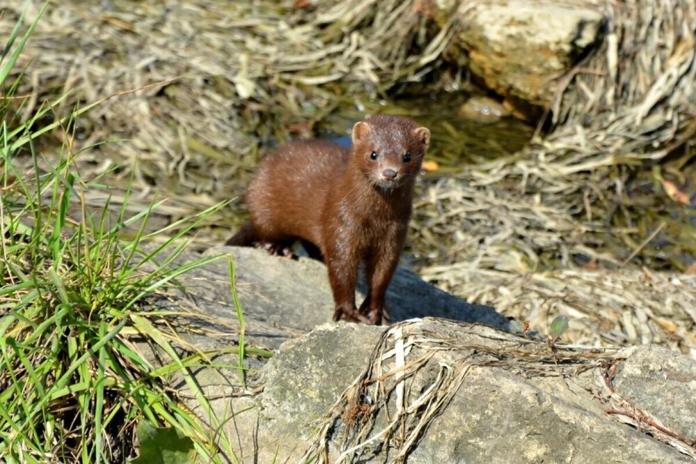 
        Мир&nbsp;животных-2    