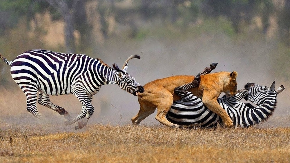 
        Зебры: не&nbsp;бегут от&nbsp;льва, а&nbsp;дают бой!    