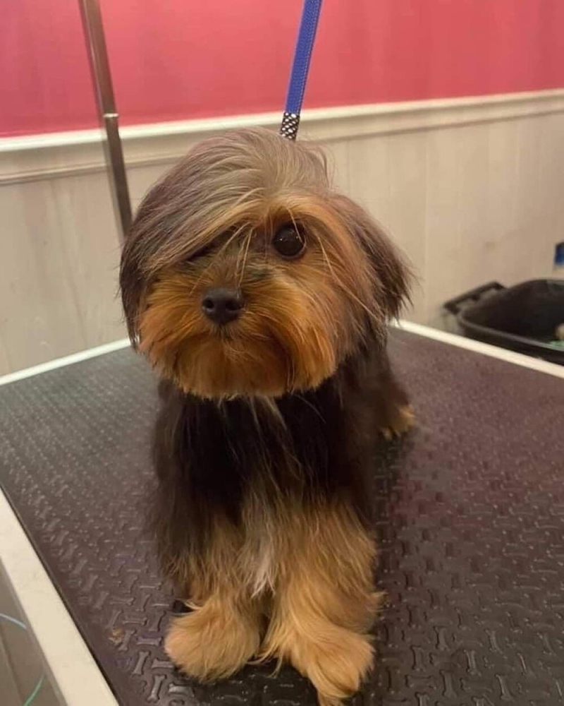 
        25&nbsp;умилительных сцен из&nbsp;жизни пёселей, демонстрирующих их&nbsp;мастерство импровизации    