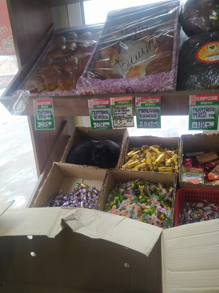 
        17&nbsp;фото, которые доказывают, что&nbsp;коты способны проникнуть куда угодно    