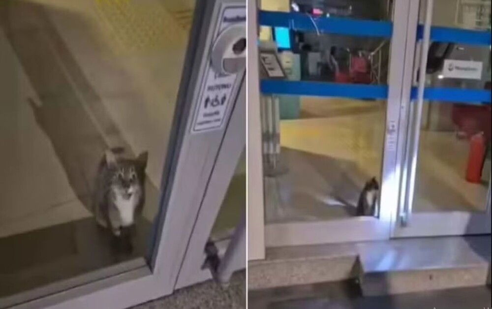 
        В&nbsp;Турции полиция прибыла на&nbsp;&laquo;ограбление банка&raquo; &mdash; но&nbsp;вместо преступников обнаружила кота    