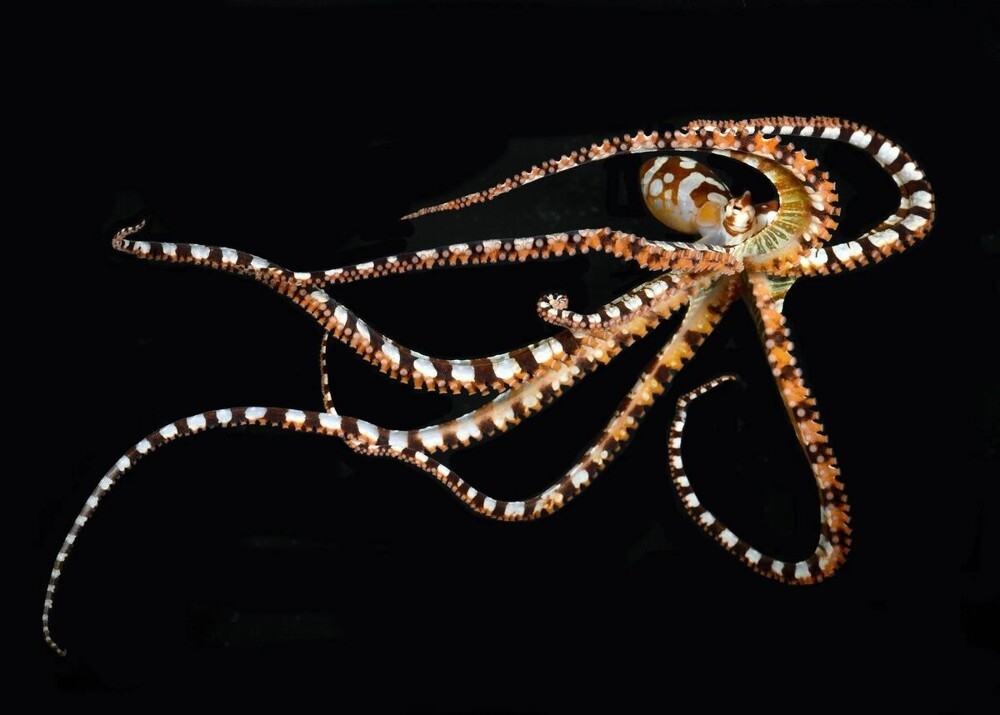 
        Осьминог-мимик вундерпус: моллюск, который меняет форму тела    