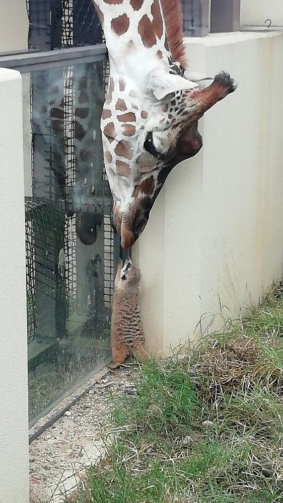 
        27&nbsp;примеров невероятной дружбы животных, от&nbsp;которой мир&nbsp;становится добрее    