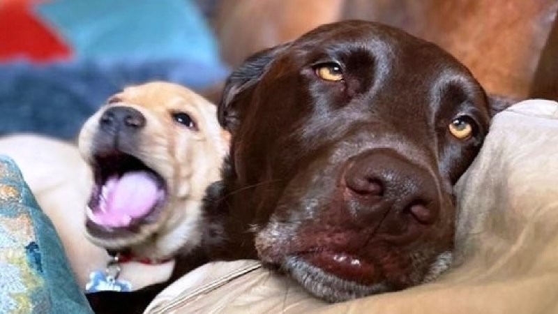 
        25&nbsp;умилительных сцен из&nbsp;жизни пёселей, демонстрирующих их&nbsp;мастерство импровизации    