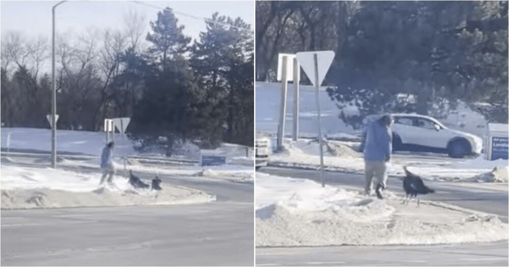 
        Чтобы спастись от&nbsp;нападения индеек, мужчине пришлось укрыться в&nbsp;чужой машине    