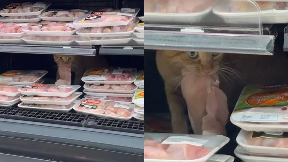 
        Рыжий кот&nbsp;устроил себе обед прямо на&nbsp;витрине супермаркета    