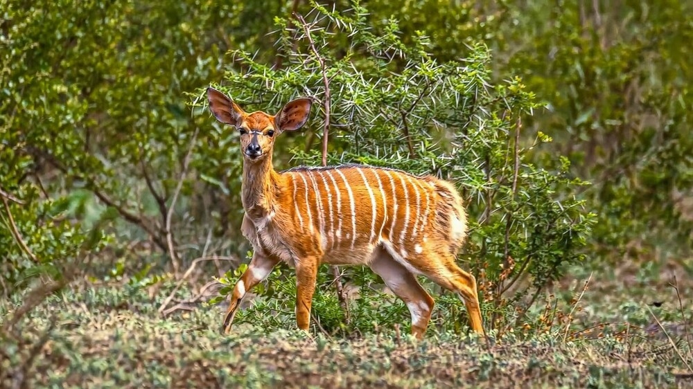 
        Мир&nbsp;животных-5    