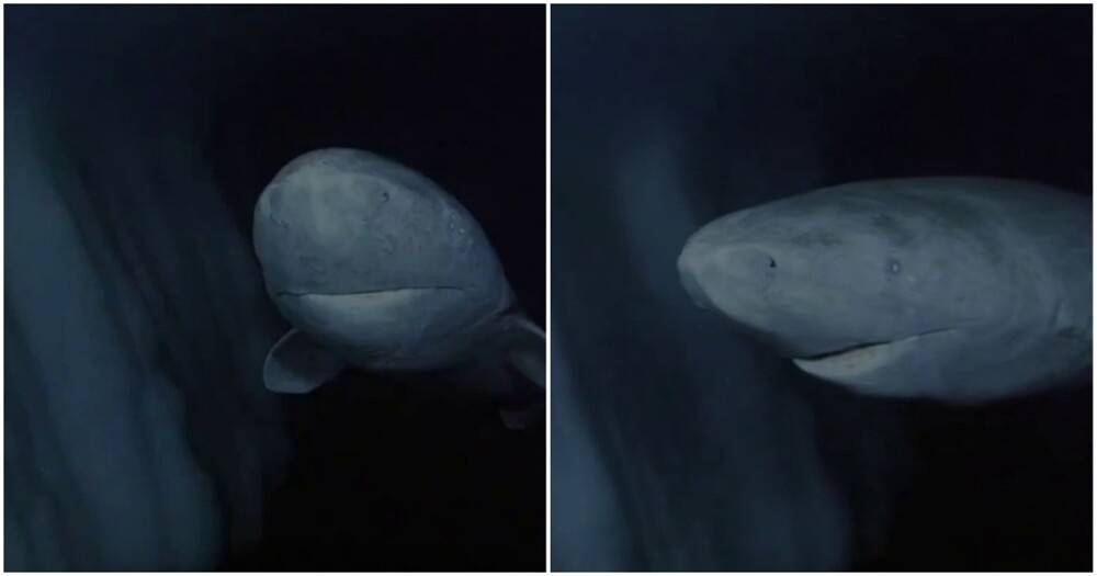 
        Акула, которая прожила несколько веков    