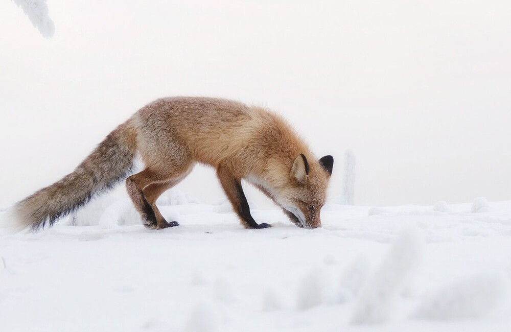 
        Мир&nbsp;животных-2    