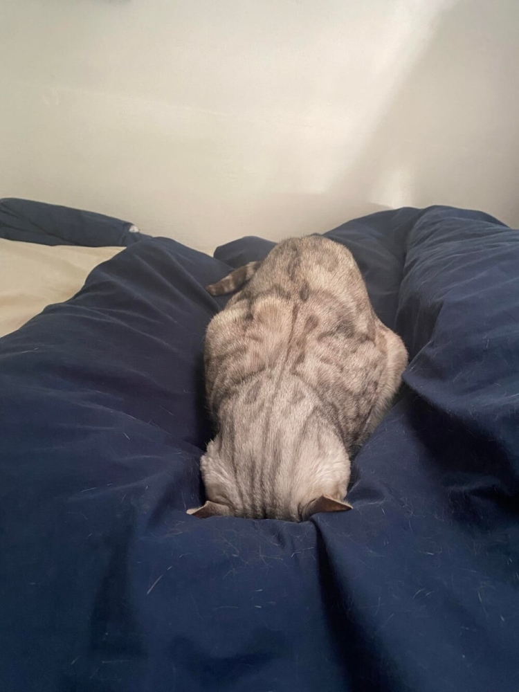 
        30&nbsp;фото котов, глядя на&nbsp;которые можно прожить понедельник с&nbsp;улыбкой    