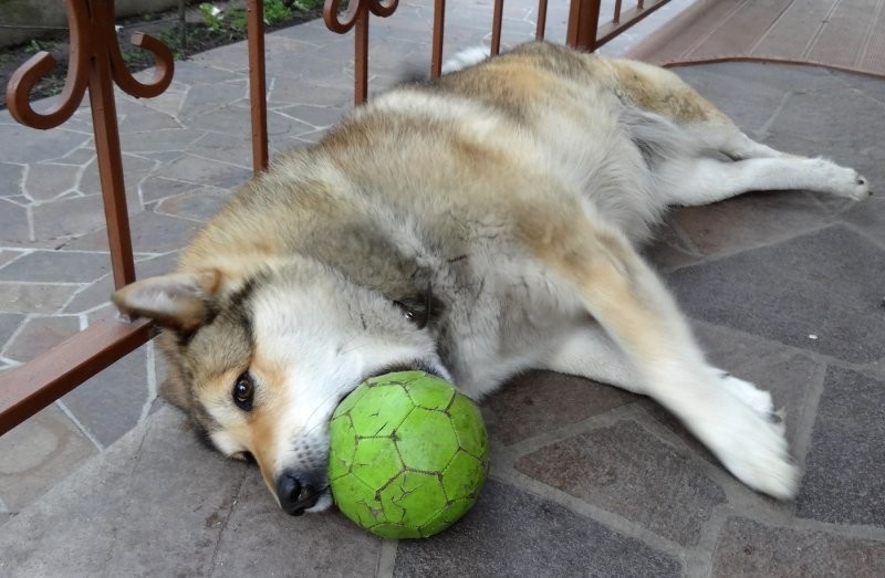 
        25&nbsp;умилительных сцен из&nbsp;жизни пёселей, демонстрирующих их&nbsp;мастерство импровизации    