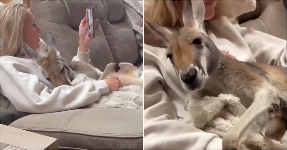 
        В&nbsp;Австралии кенгуру не&nbsp;одобрил ласки к&nbsp;своей &laquo;подруге&raquo;    