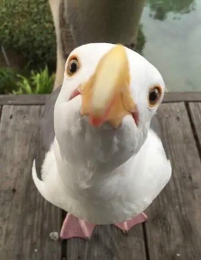 
        25&nbsp;обаятельных симпатяг, селфи которых явно лучше наших    