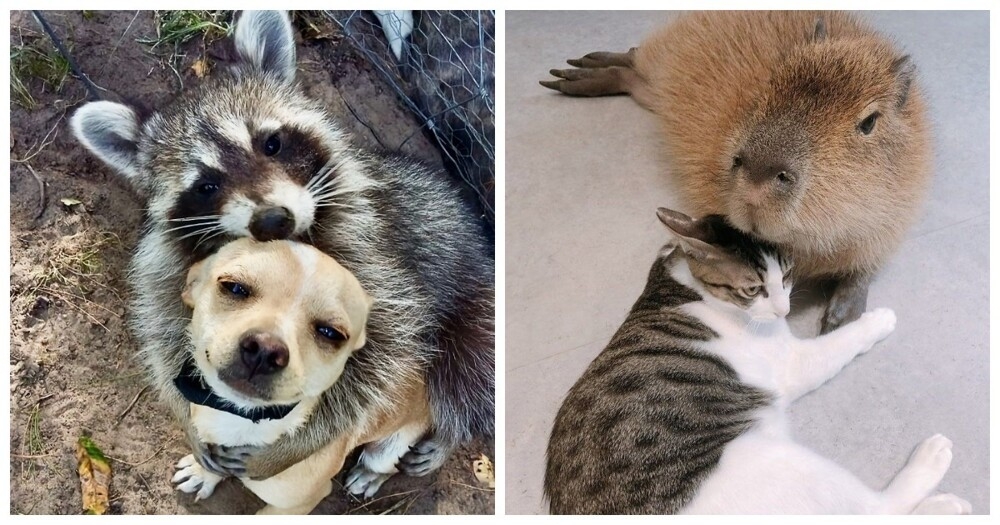 
        27&nbsp;примеров невероятной дружбы животных, от&nbsp;которой мир&nbsp;становится добрее    