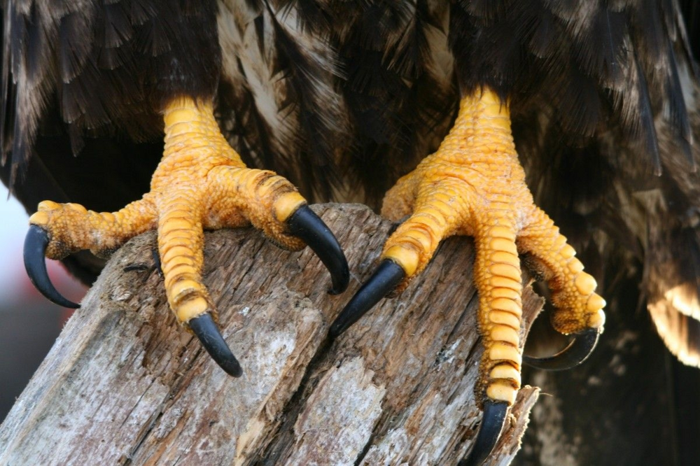 
        В&nbsp;40&nbsp;лет&nbsp;орёл разбивает себе клюв и&nbsp;вырывает все&nbsp;перья    