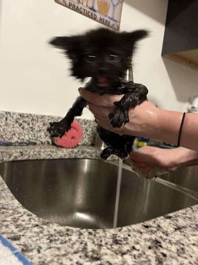 
        18&nbsp;фотографий котиков, которые оказались не&nbsp;в&nbsp;фокусе    