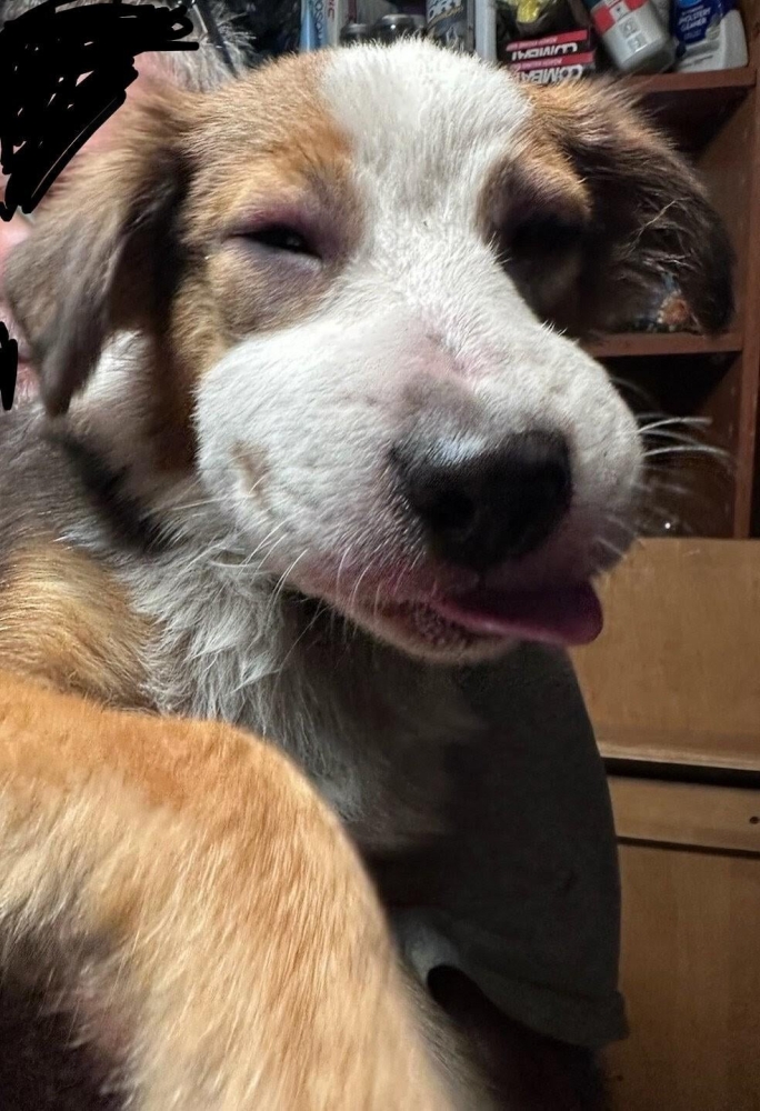 30 порций радости, которую пёсели способны подарить, просто делая свои собачьи дела
30 порций радости, которую пёсели способны подарить, просто делая свои собачьи дела