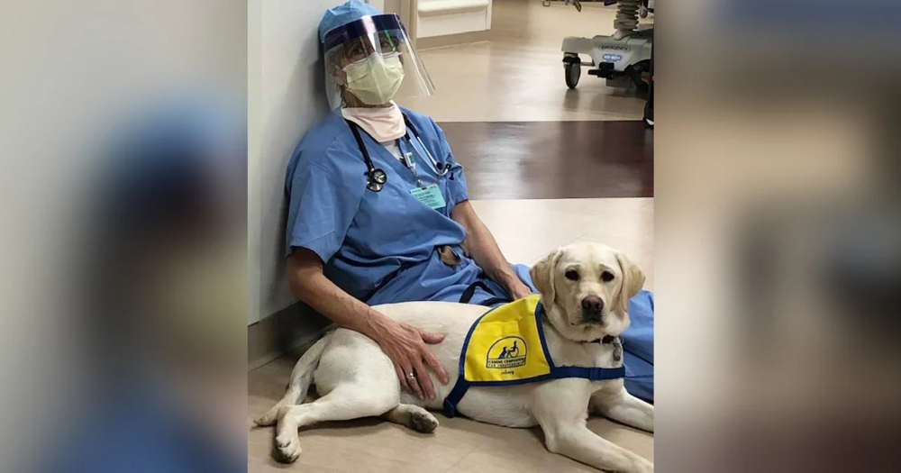 Неожиданно: собачники болеют раком на 64% реже остальных людей
Неожиданно: собачники болеют раком на 64% реже остальных людей