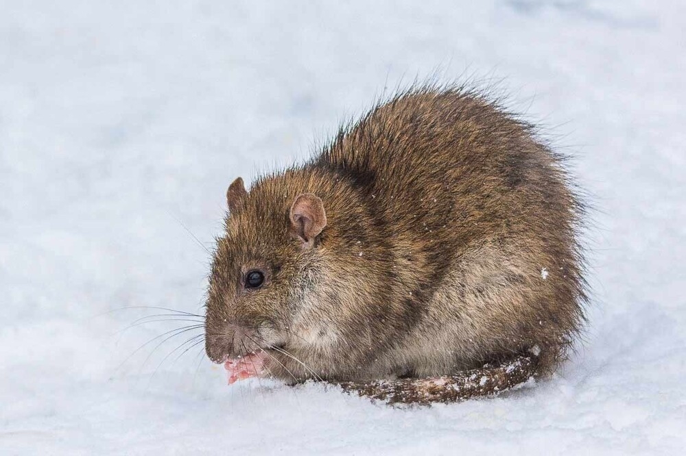 
        Мир&nbsp;животных-2    