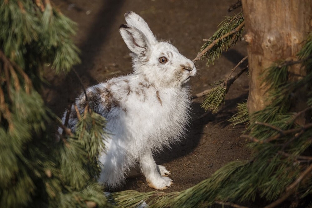 
        Мир&nbsp;животных-2    