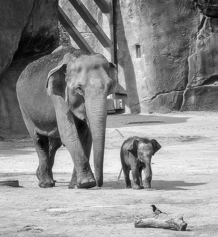 
        Мир&nbsp;животных-4    