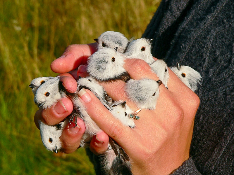 Ополовник: самая милая синица России
Ополовник: самая милая синица России