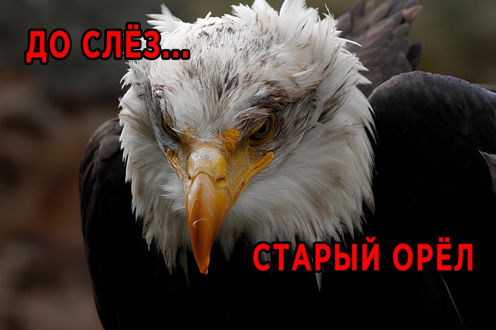 
        В&nbsp;40&nbsp;лет&nbsp;орёл разбивает себе клюв и&nbsp;вырывает все&nbsp;перья    