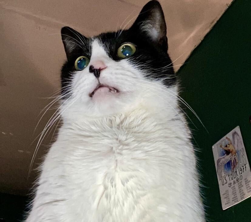 
        20&nbsp;снимков, на&nbsp;которых котики отжигают по&nbsp;полной    