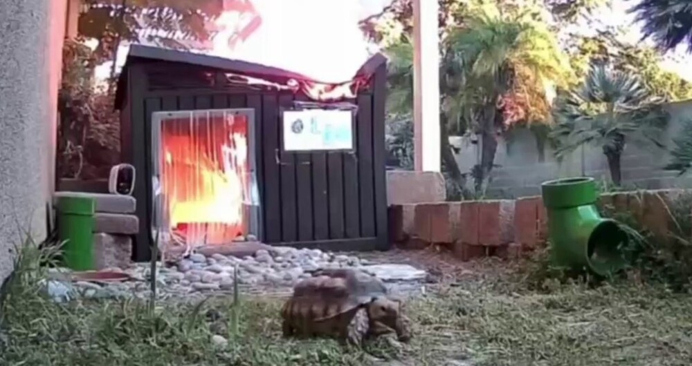 
        Черепаха спасается бегством    