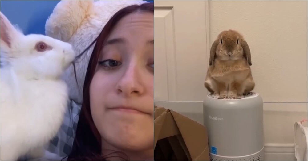 Кролики в действии: смешные и милые моменты
Кролики в действии: смешные и милые моменты