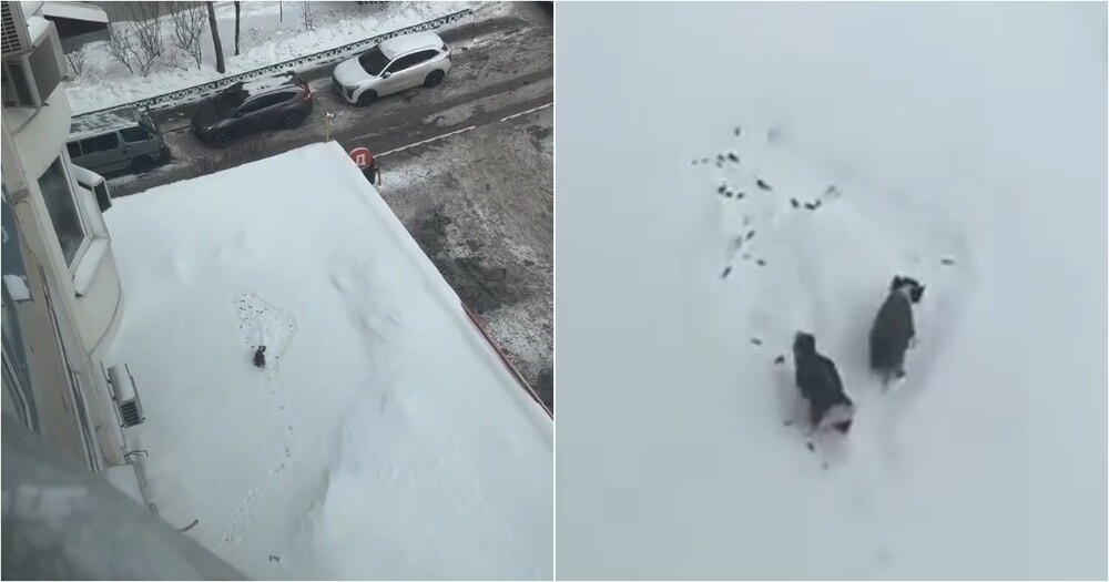 Жительница Подмосковья выгуливала собак на козырьке магазина
Жительница Подмосковья выгуливала собак на козырьке магазина