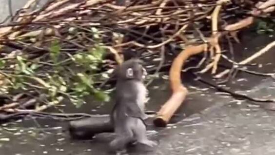 
        Панч беззаботно бегает с&nbsp;палкой    