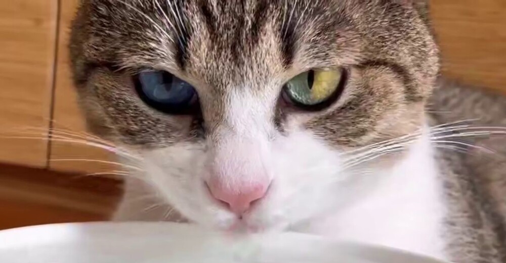 Кот прославился благодаря цвету своих глаз
Кот прославился благодаря цвету своих глаз