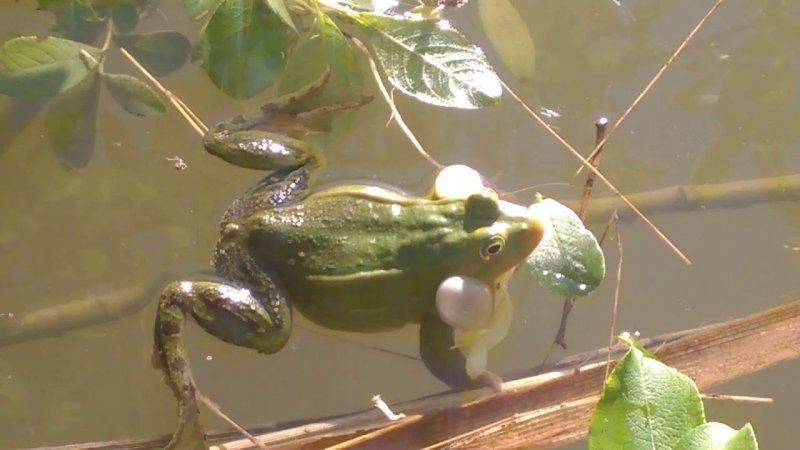 8 исторических фактов, в которые невозможно поверить, но они реальны
8 исторических фактов, в которые невозможно поверить, но они реальны