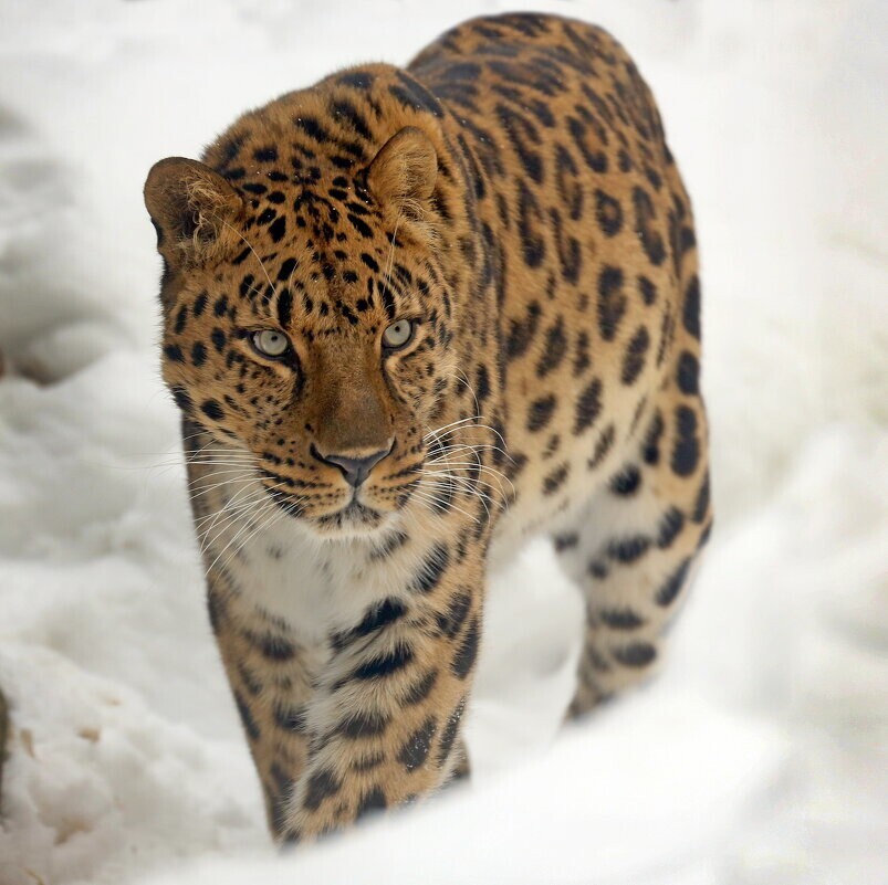 
        Мир&nbsp;животных-4    