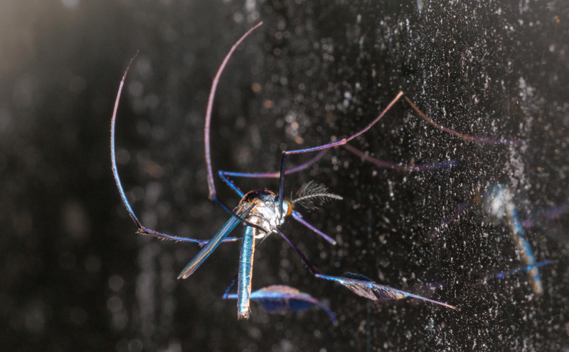 
        Сабетес: этот род&nbsp;комаров решил выглядеть потрясающе, но&nbsp;зачем?    