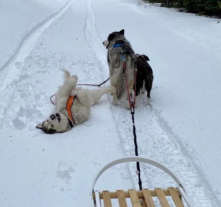 
        25&nbsp;умилительных сцен из&nbsp;жизни пёселей, демонстрирующих их&nbsp;мастерство импровизации    