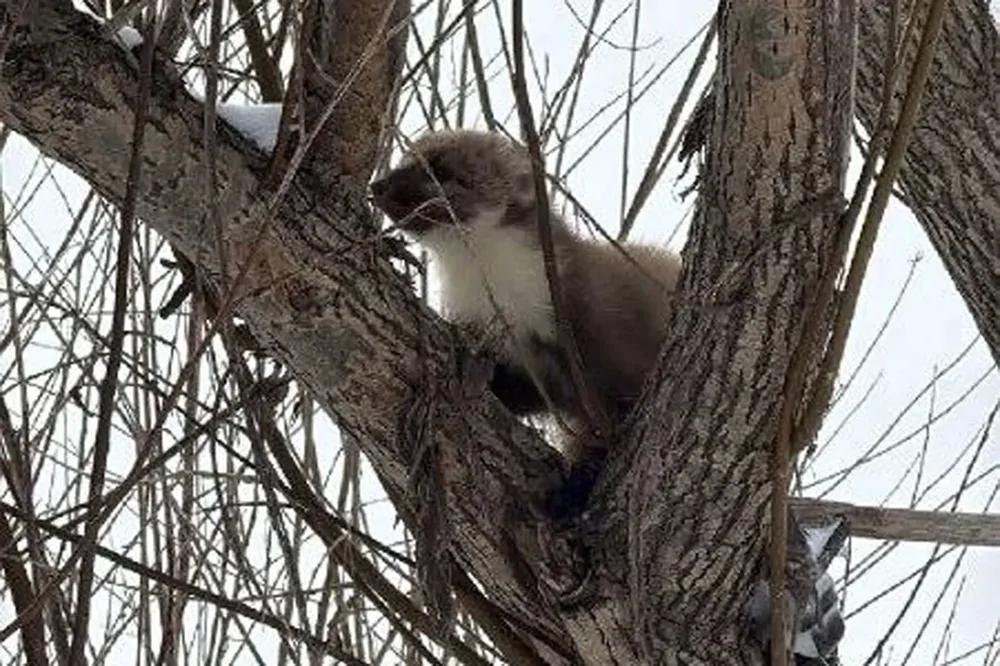 
        В&nbsp;Башкирии рыбаки спасли куницу, попавшую в&nbsp;капкан    