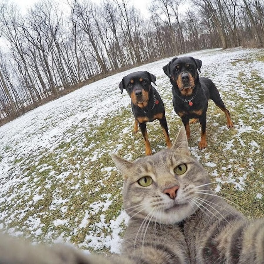 
        20&nbsp;фото животных, которые одновременно умиляют и&nbsp;пугают    