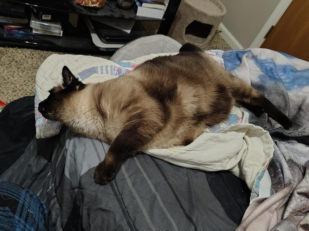 
        20&nbsp;снимков, на&nbsp;которых котики отжигают по&nbsp;полной    