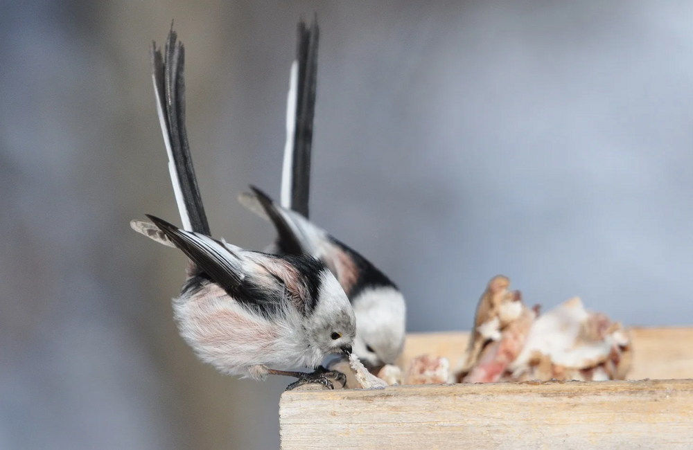 Ополовник: самая милая синица России
Ополовник: самая милая синица России