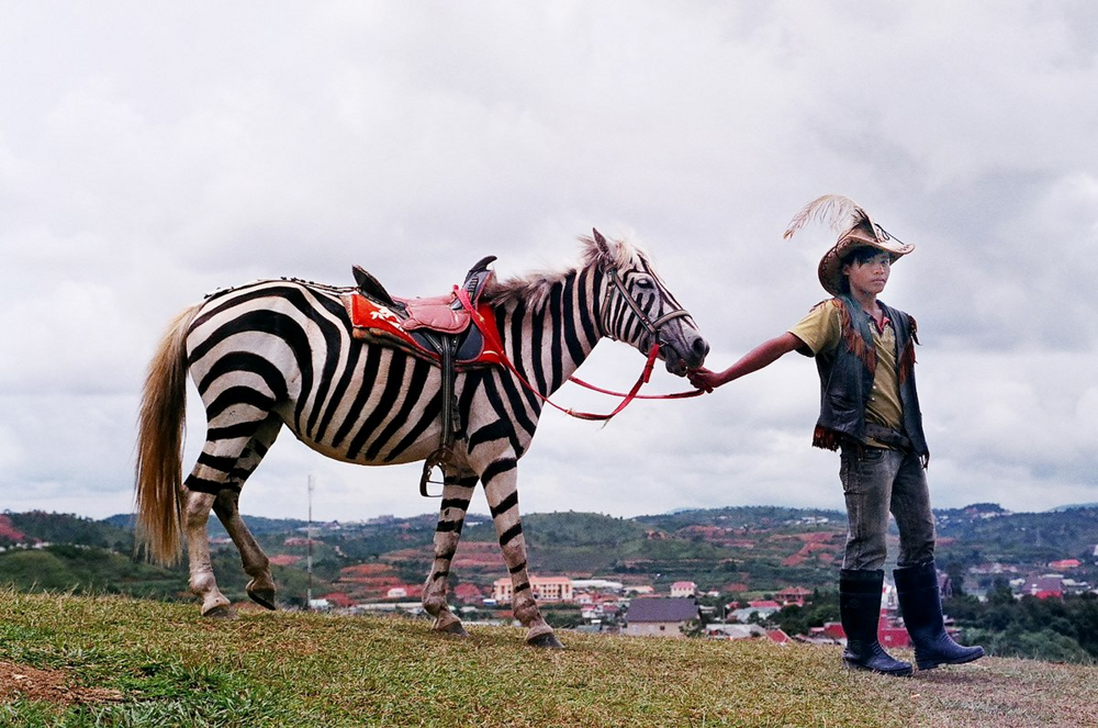 
        Зебры: не&nbsp;бегут от&nbsp;льва, а&nbsp;дают бой!    